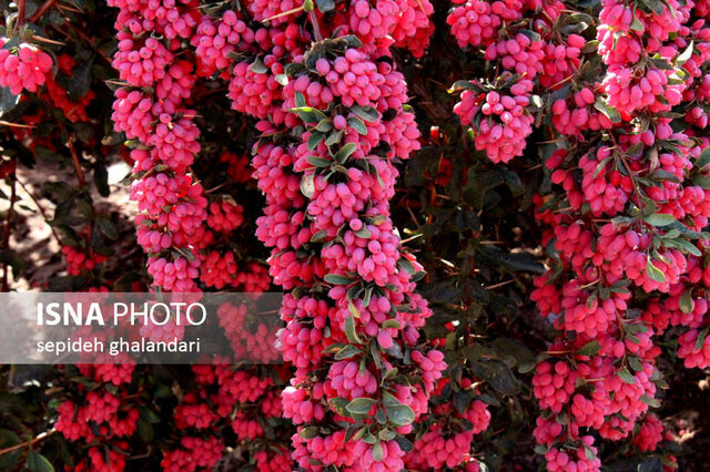 خرید حمایتی زرشک خراسان جنوبی؛ اولویت برنامه‌های حوزه اقتصادی 