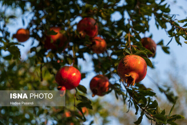 محصولی که پیش از رسیدن نابود میشود   محصولی که پیش از رسیدن نابود میشود