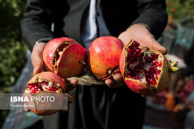 محصولی که پیش از رسیدن نابود میشود