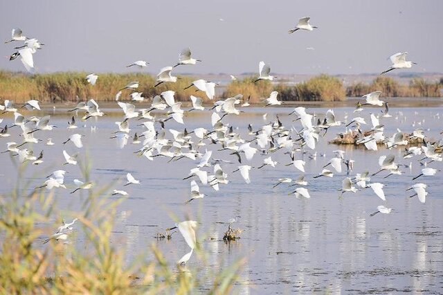 پایش آنفلوآنزای فوق حاد پرندگان در تالاب‌ها و آبگیرهای خراسان جنوبی 