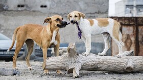 واکاوی حادثه تلخ طعمه شدن یاسین ۴ ساله توسط سگ های ولگرد