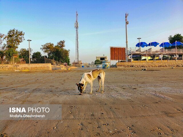 سگ های ولگرد بی رحمانه قربانی میگیرند