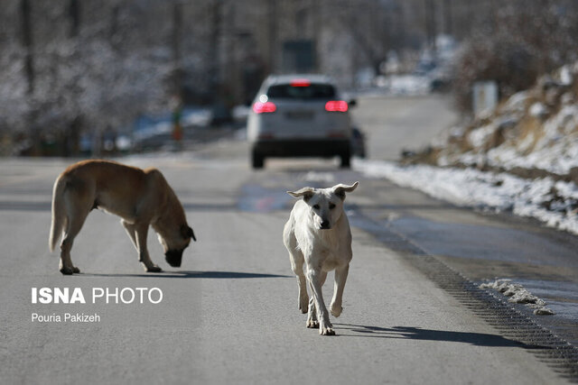 وقتی افزایش قیمت دارو سرعتگیر طرح عقیم سازی سگها میشود  وقتی افزایش قیمت دارو سرعتگیر طرح عقیم سازی سگها میشود