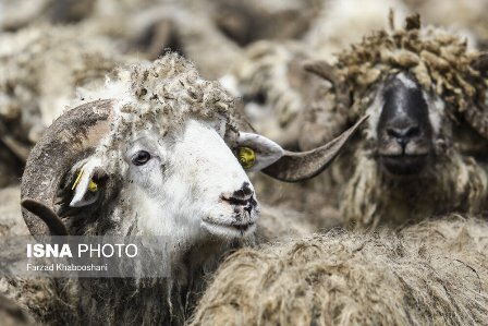 آنچه احتمال سخت زایی دامها را افزایش میدهد آنچه احتمال سخت زایی دامها را افزایش میدهد