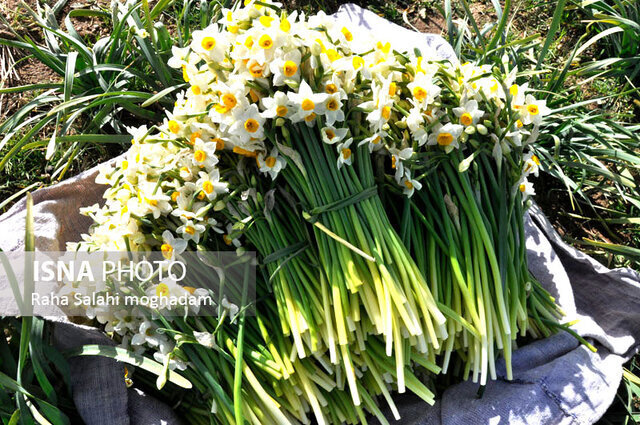 خشکسالی، کیفیت نرگس را برای صادرات گرفت خشکسالی، کیفیت نرگس را برای صادرات گرفت