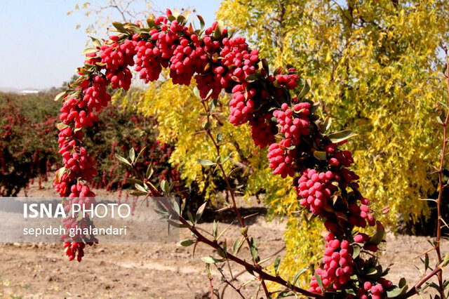 آنچه بازاریابی زرشک را دگرگون میسازد