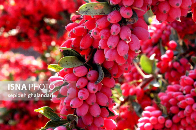گفتمان سازی برای فروش و توسعه صنایع تبدیلی؛ مهم ترین اولویت‌ها در محصولات کشاورزی 
