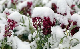 توصیه‌های کشاورزی برای زمستان کویر