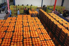 ۸۰۰ تن سیب و پرتقال شب عید در سردخانه‌های استان ذخیره شد