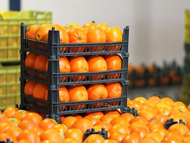 میوه شب عید در خراسان جنوبی ۲۵ درصد ارزان‌تر از قیمت پایان اسفند 