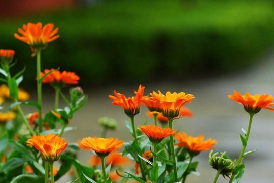 ترمیم پوست آسیب دیده خود را به گل همیشه بهار بسپارید  ترمیم پوست آسیب دیده خود را به گل همیشه بهار بسپارید