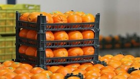 ۸۰۰ تن سیب و پرتقال شب عید در خراسان جنوبی ذخیره سازی شد
