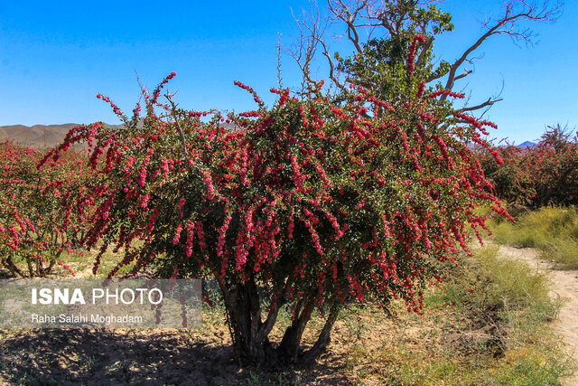 پژوهش هست؛ صنایع تبدیلی را دریابید