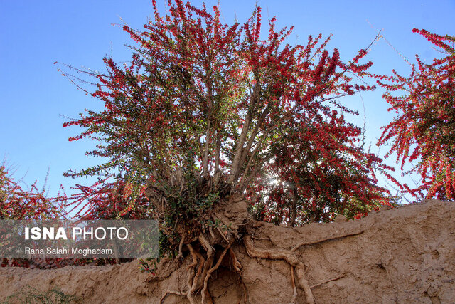 پژوهش هست؛ صنایع تبدیلی را دریابید