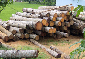 ۵ تن چوب قاچاق در شهرستان سرایان کشف شد