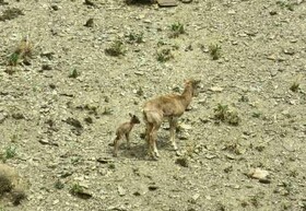 زنده‌گیری نوزادان حیات وحش، تخلف زیست محیطی است 