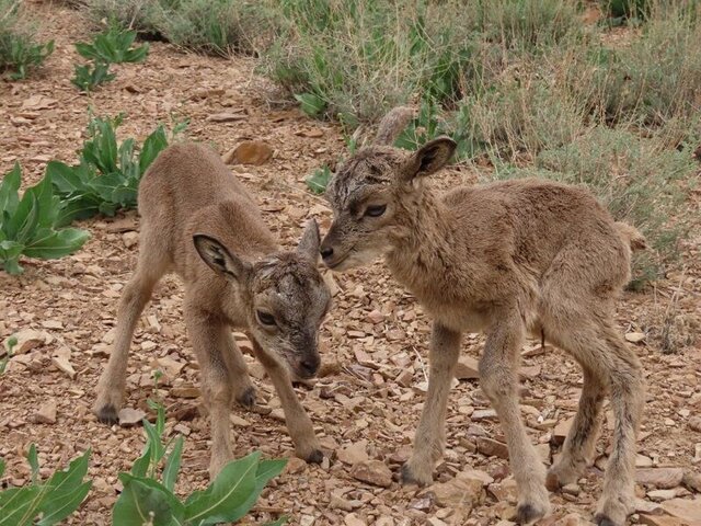 مراقب نوزادان حیوانات وحشی باشید مراقب نوزادان حیوانات وحشی باشید