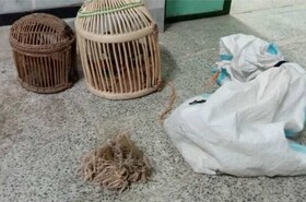 عاملان زنده‌گیری پرندگان وحشی در خراسان جنوبی دستگیر شدند