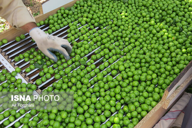 آغاز برداشت گوجه سبز در خراسان‌ جنوبی 