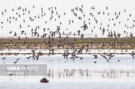وقتی چشمهای پرندگان مهاجر مورد هجوم آلودگی نوری قرار میگیرد وقتی چشمهای پرندگان مهاجر مورد هجوم آلودگی نوری قرار میگیرد