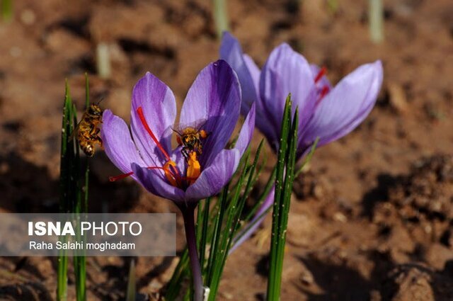 کشف ۵۶ کیلوگرم زعفران سرگل تقلبی در بازرسی از اتوبوس در بیرجند
