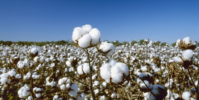 پنبه و داستان تکراری نبود زنجیره کامل تولید 