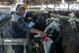 همه آنچه باید در مورد تسهیلات دامدارکارت بدانید