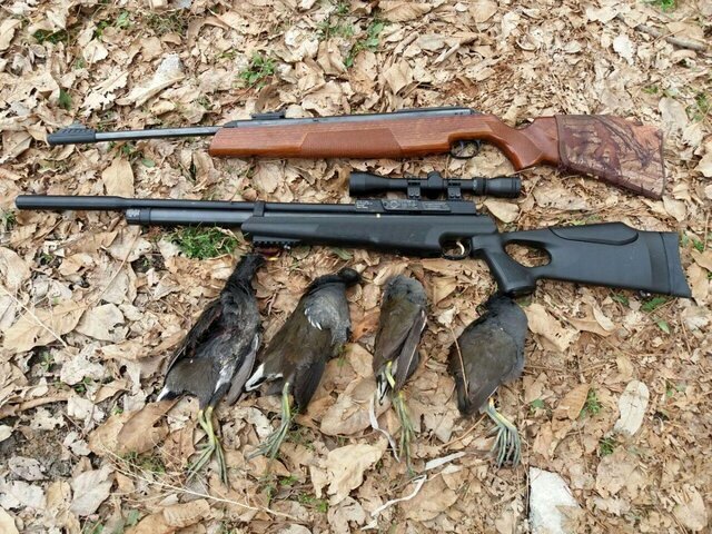 ۵۸ میلیارد ریال خسارت به حیات وحش خراسان جنوبی وارد شد ۵۸ میلیارد ریال خسارت به حیات وحش خراسان جنوبی وارد شد