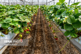 تأمین آب؛ مهم‌ترین نیاز گلخانه‌های خراسان جنوبی