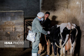 همه چیز درباره واکسیناسیون تب برفکی دام سنگین