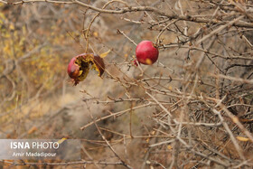 راهی جدید برای مبارزه با کرم گلوگاه انار