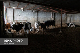 دیوار آجری دامداری‌ها؛ جایی برای زندگی راحت کنه تب کنگو