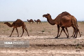 آزمایشگاه مرجع بیماری‌های شتر در خراسان جنوبی افتتاح می‌شود 