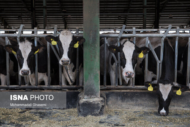 رفع نگرانی دامداران با تولید ذرت علوفهای رفع نگرانی دامداران با تولید ذرت علوفهای