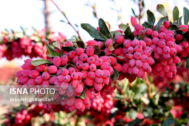 چشم دنیا به روی زرشک خراسان جنوبی باز میشود