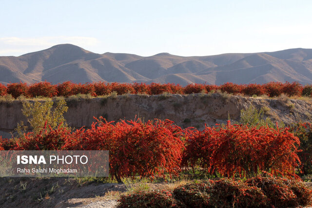 چیدن زرشک با ذره بین علمی