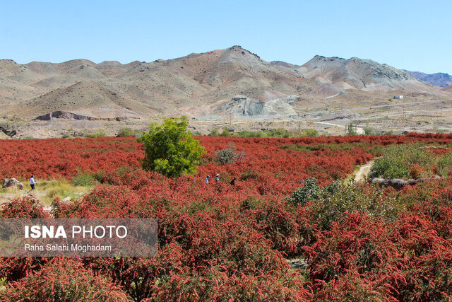 چیدن زرشک با ذره بین علمی