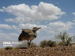 آنچه حیات وحش خراسان جنوبی را از دایره انقراض دور میکند