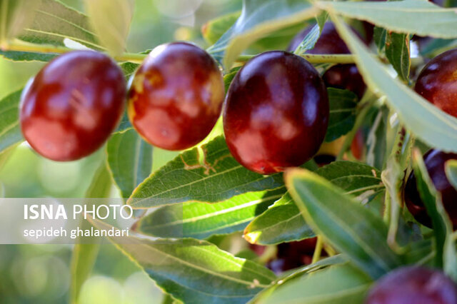 خوسف؛ شهر جاذبههای تاریخی و نام آوران علمی
