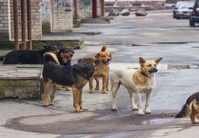 دلسوزی بی مورد برای سگ‌ها و افزایش هاری در سطح شهر