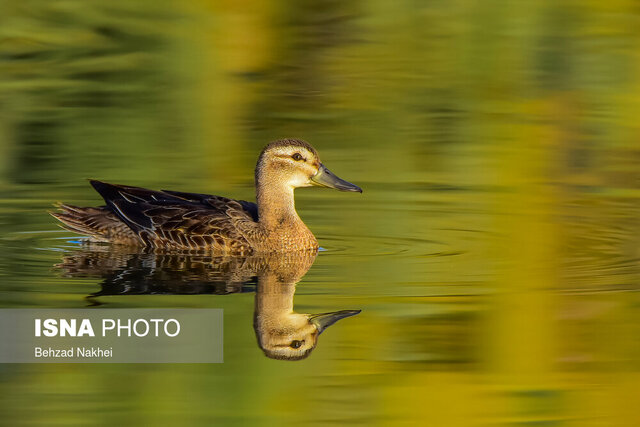 زیستگاههای خراسان جنوبی آماده حضور پرندگان است؟