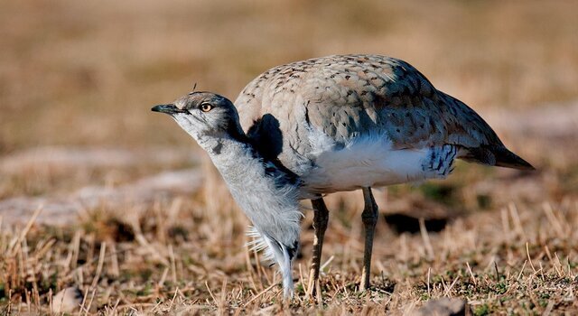 بقای سخت این پرنده...