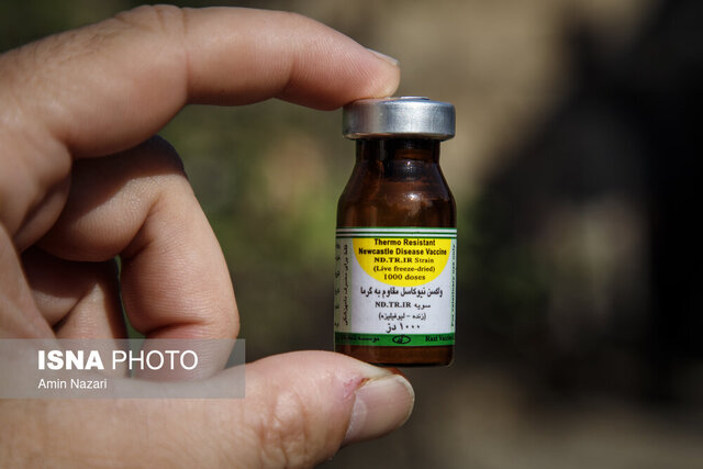 واکسیناسیون طیور بومی در خراسان جنوبی به مرحله هشتم رسید