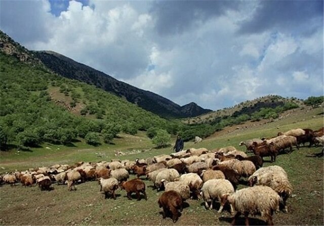 دامداران خراسان جنوبی پروانه چرای دام را تمدید کنند