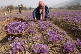 زردی روی زعفران کاران فاروجی