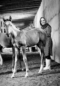 آرزویش ثبت نامش به عنوان اولین زن پرورش دهنده اسب ترکمن است