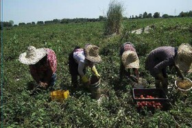 73 درصد بهره برداران کشاورزی خراسان شمالی تحت پوشش بیمه هیچ صندوقی نیستند