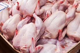 آمادگی سازمان جهاد کشاورزی خراسان‌شمالی برای خرید مرغ از مرغداران