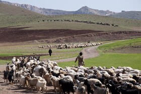 انجام رایزنی خرید کارخانه خوراک دام برای عشایر خراسان شمالی