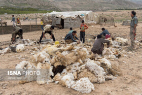 چرایی فروش پشم تولیدی در خراسان شمالی با قیمت ناچیز